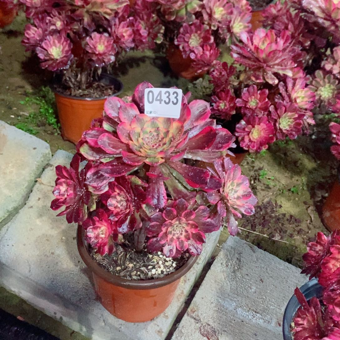 清**韵烟花433多肉1111