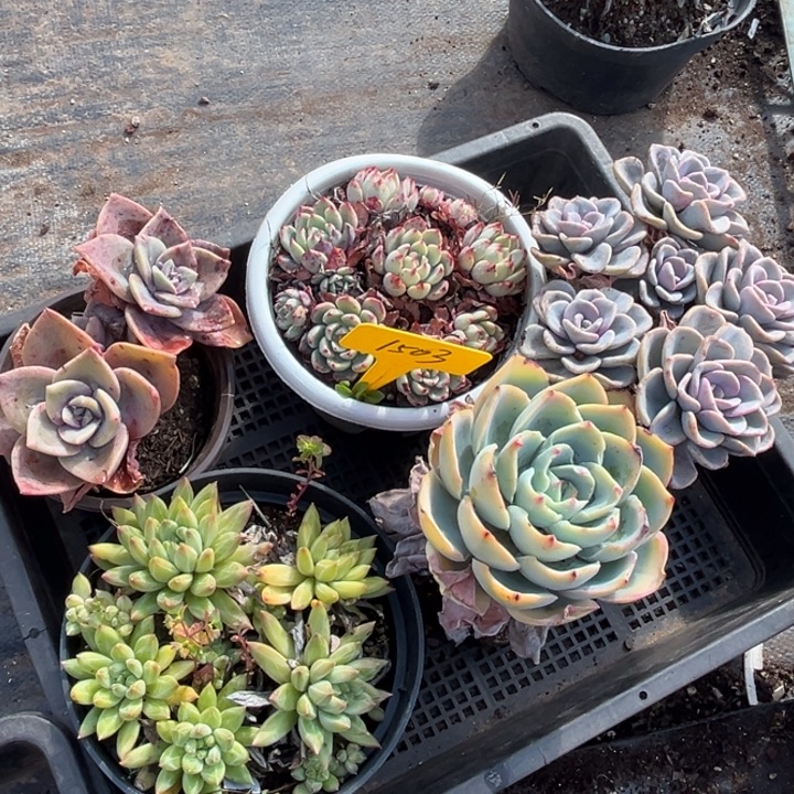 1503多肉5880800000000