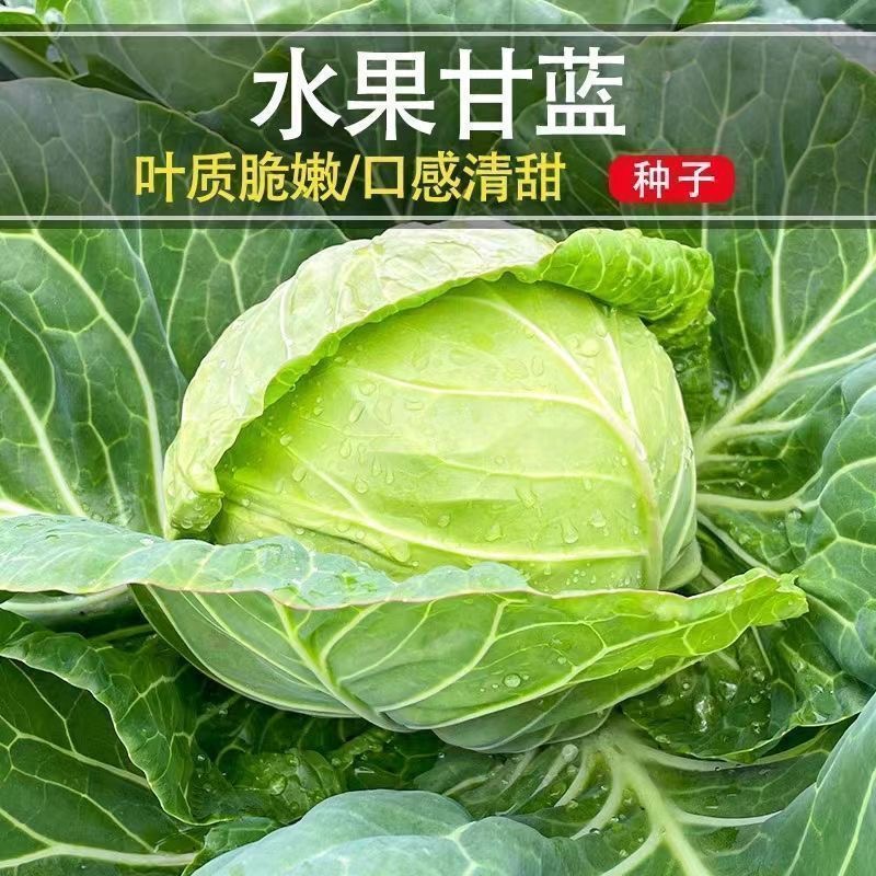 【满5包包邮】春秋水果甘蓝种子早熟结球有机包菜绿甘蓝