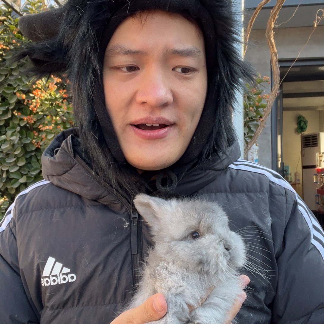 双血统英系安哥拉兔