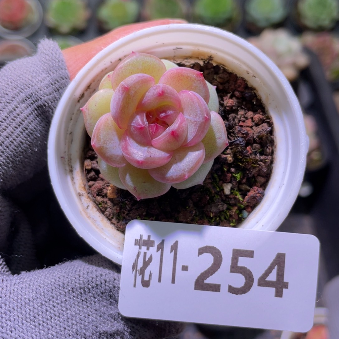 花利美11-254新品珍妮