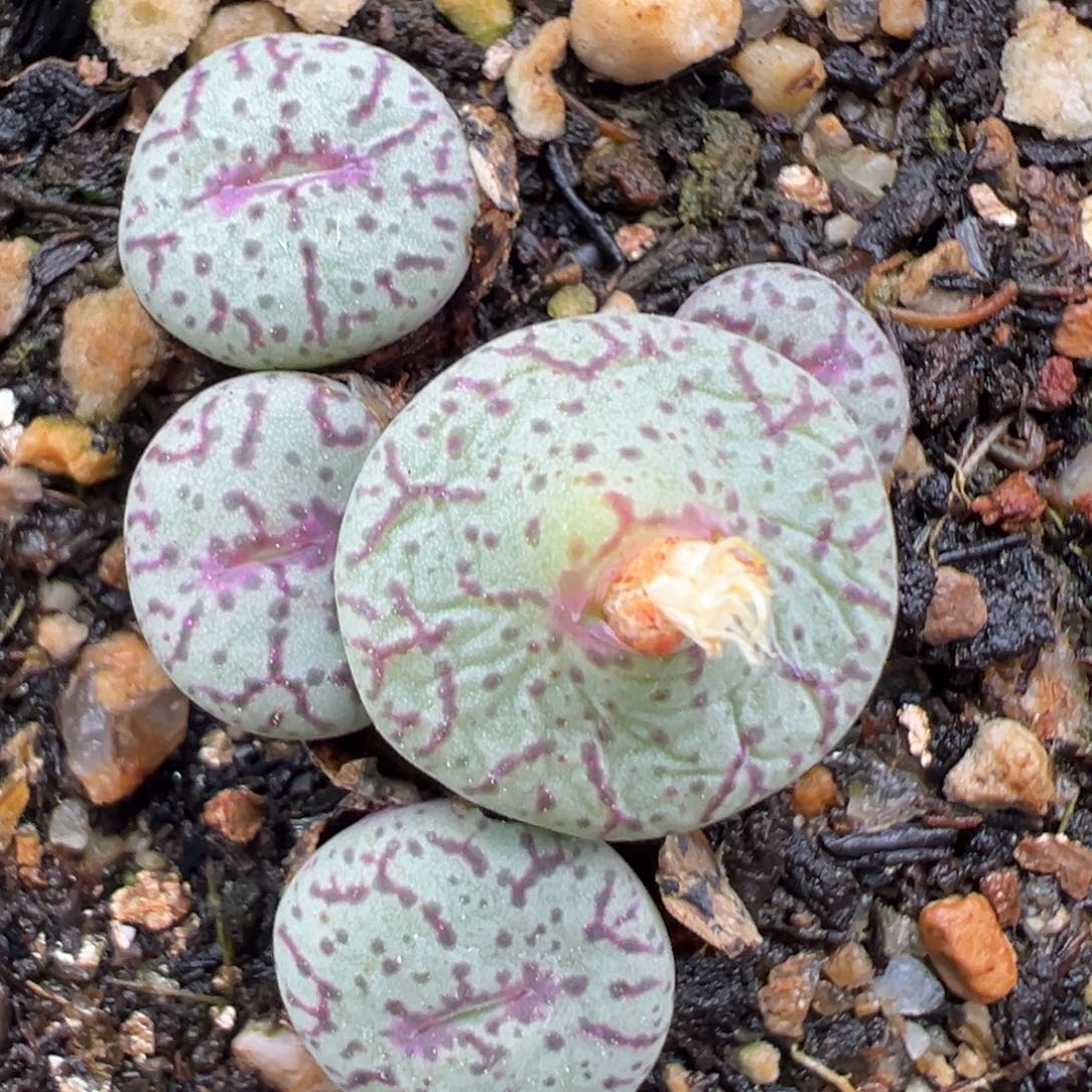 11.6好看的多肉脱土发货539