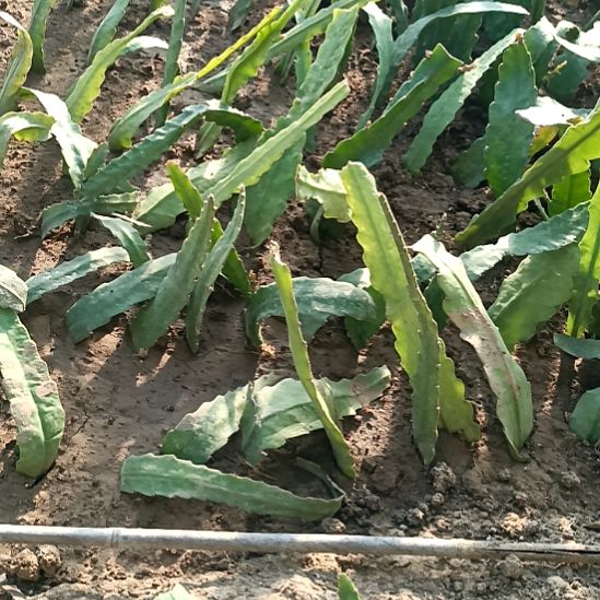 用***7完全开放令箭何花5苗