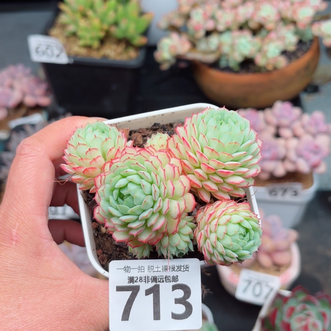 小红船无盆土发货