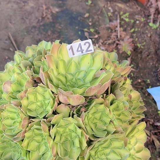 不***续多肉植物一个少华