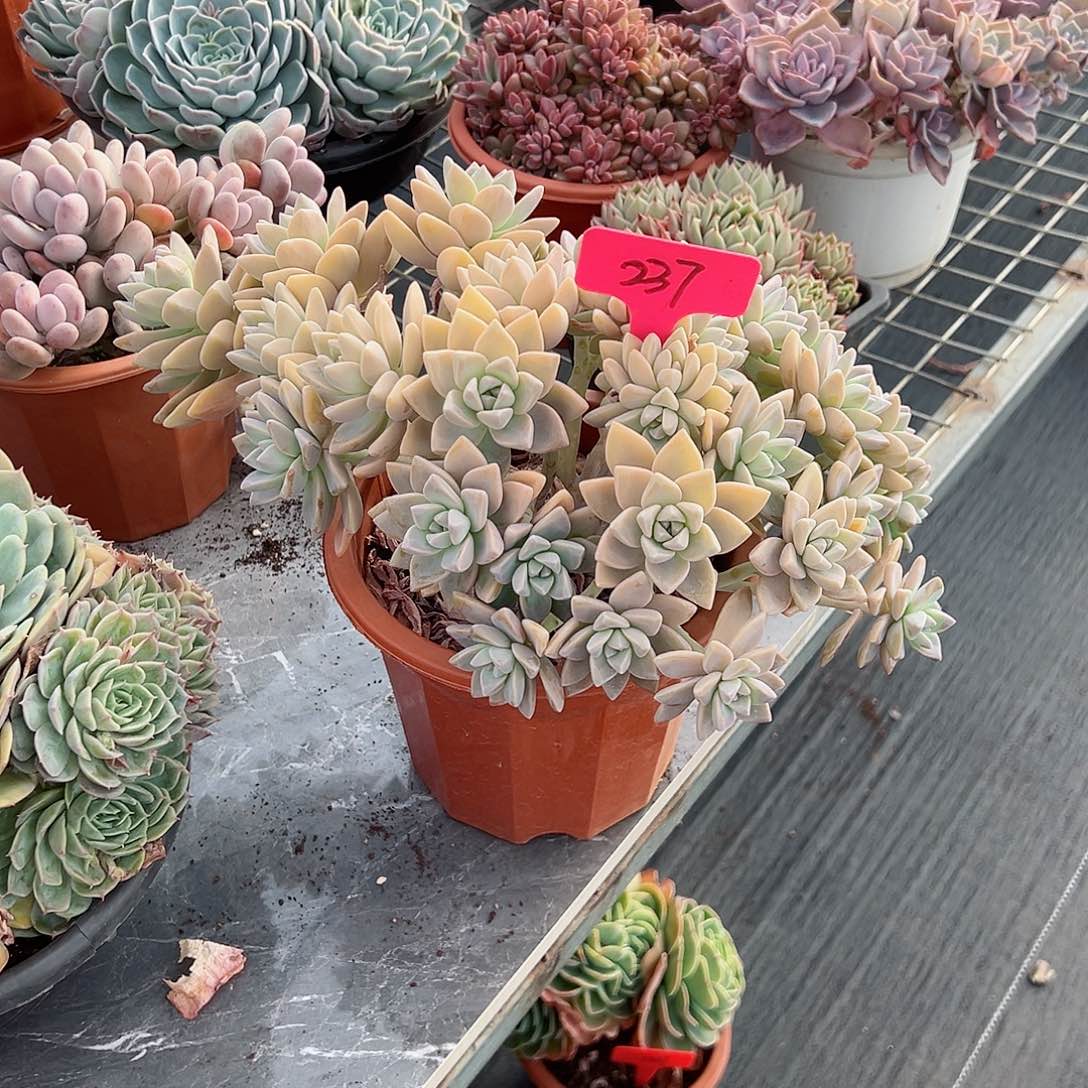 黑****圈237淡雪缀多肉植物