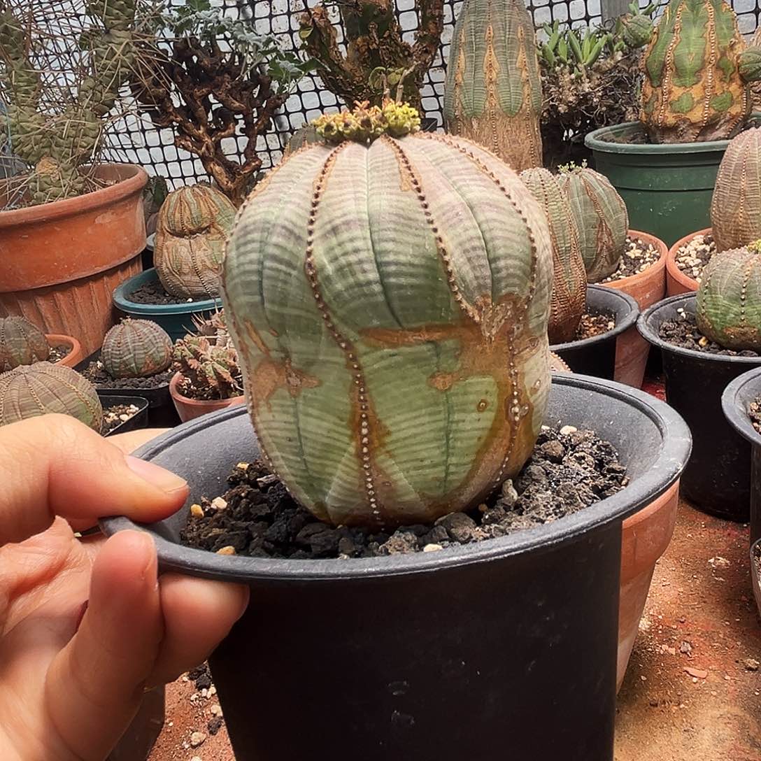 客户专拍，植物特殊性，拍下不退不换