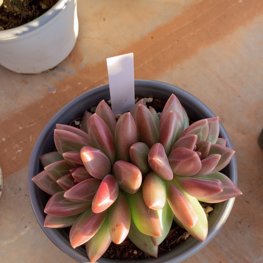 多日子黑五7272727727