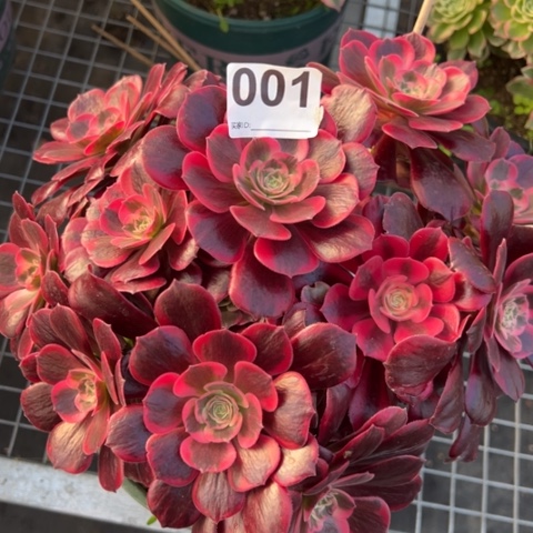 001凤冠25厘米左右