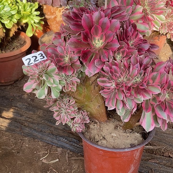 223粉女巫老庄缀化特价