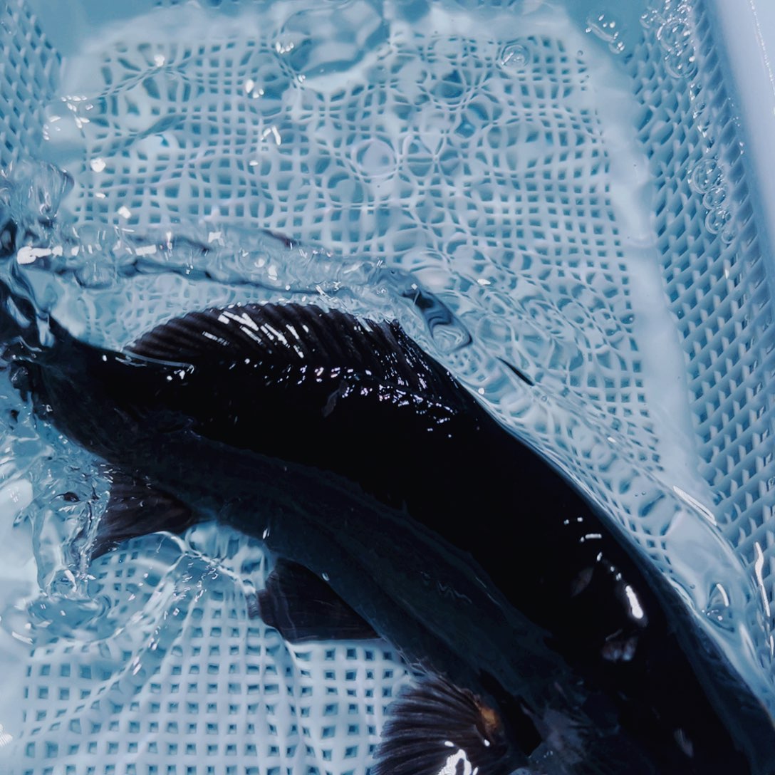 海水鱼锦鲤观赏鱼