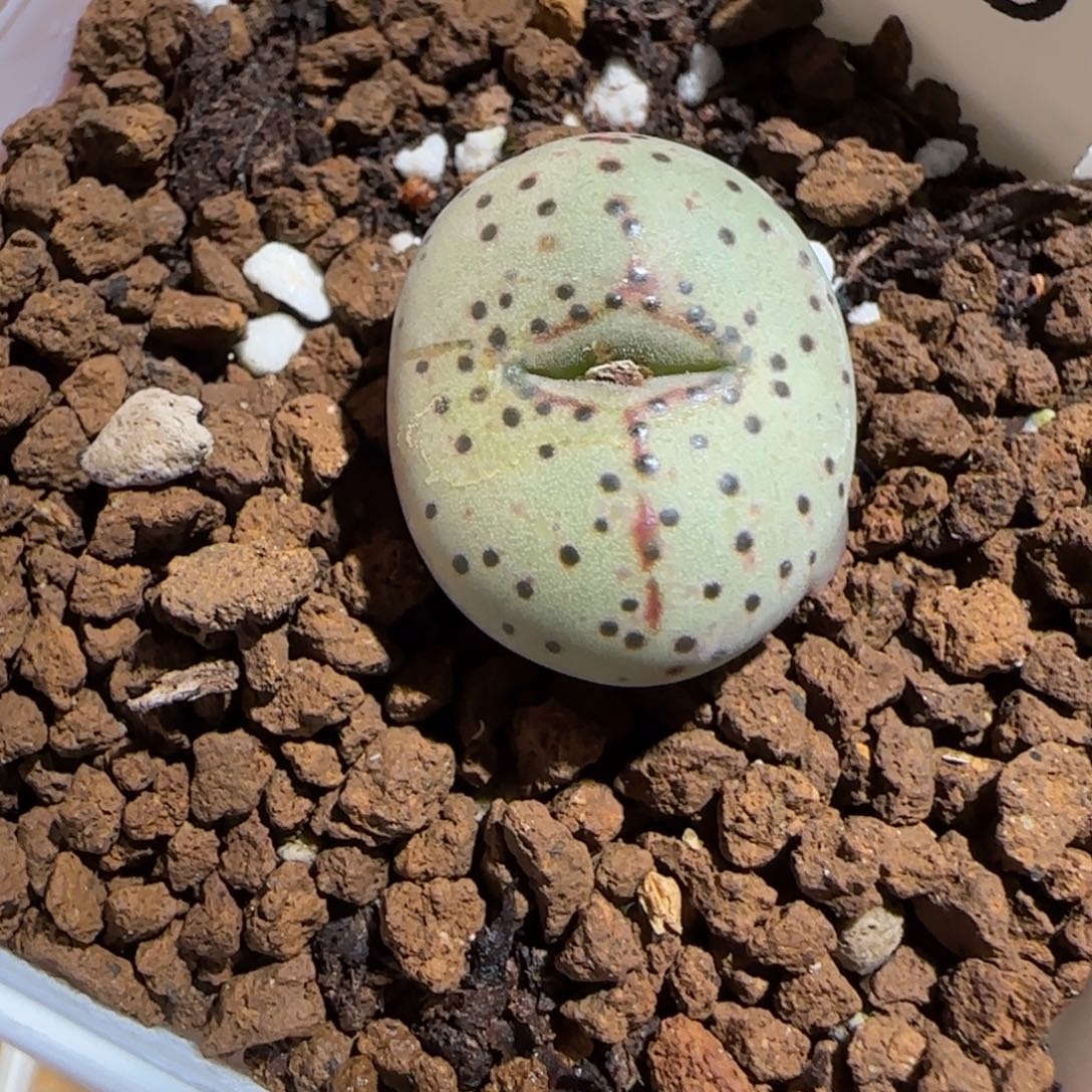肉锥多肉植物组合-火龙果安贞179