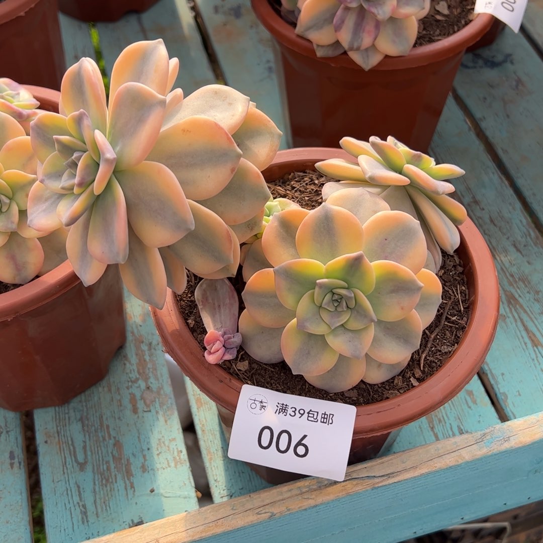 006多肉植物紫乐锦