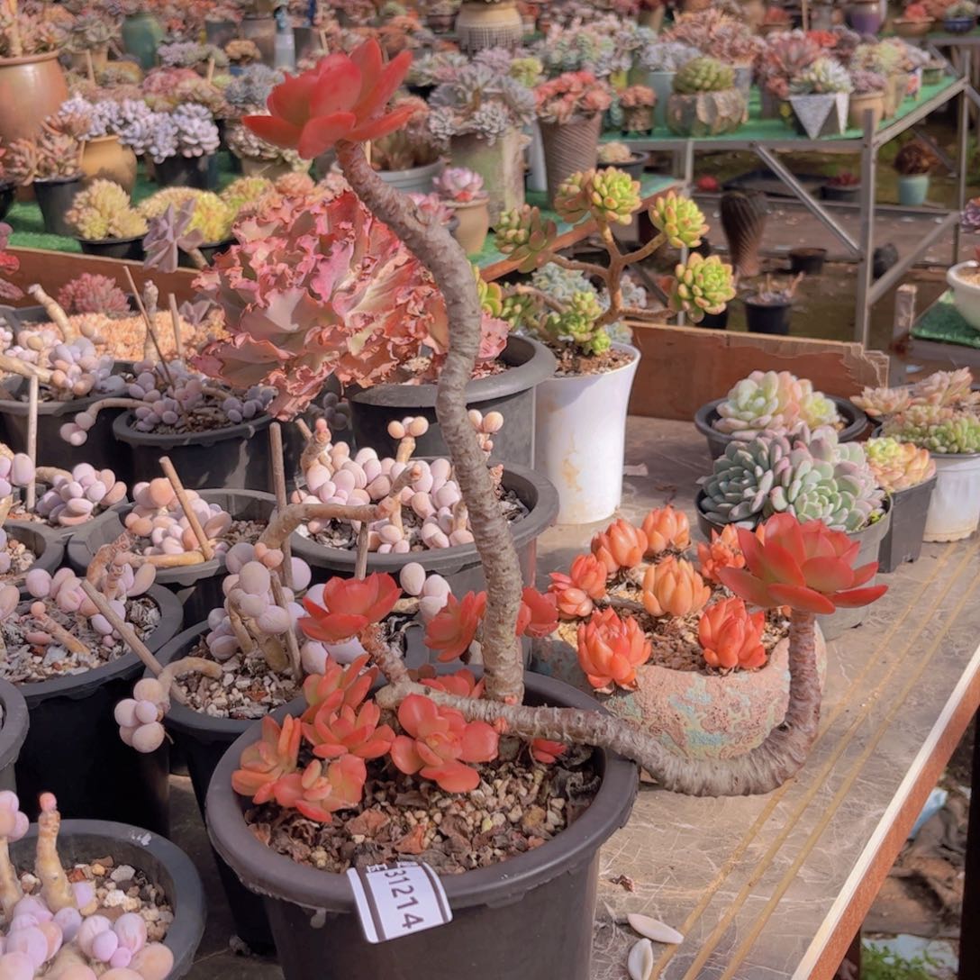 红梅多肉植物31214