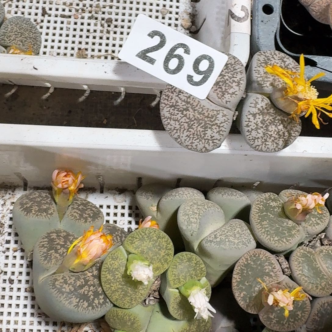 肉***肉生石花一物一拍269