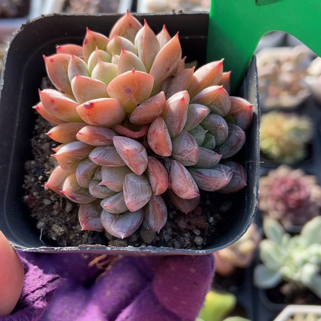 745爱沙公主多肉植物