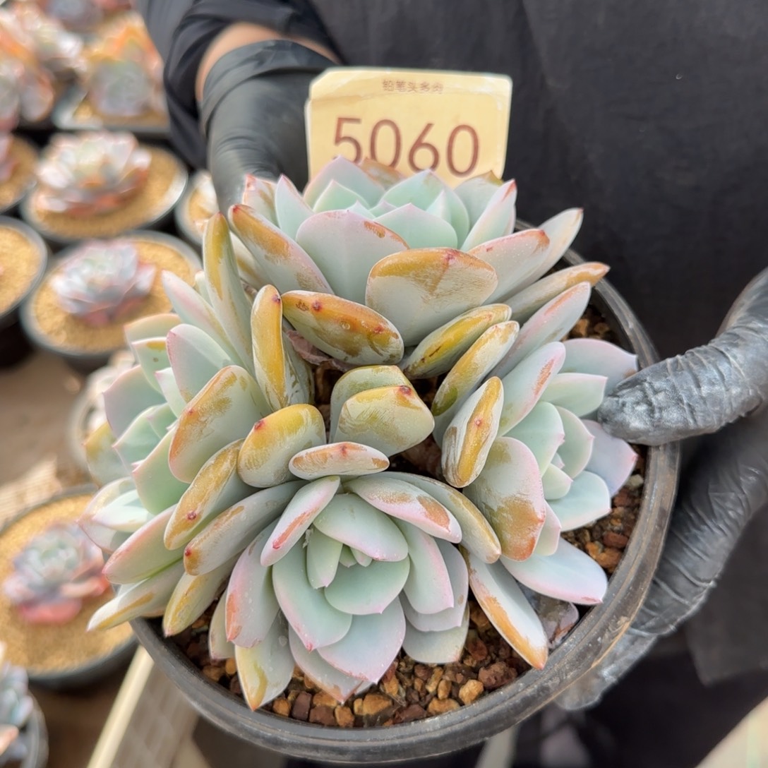 5060。      奶茶四头有砍多肉