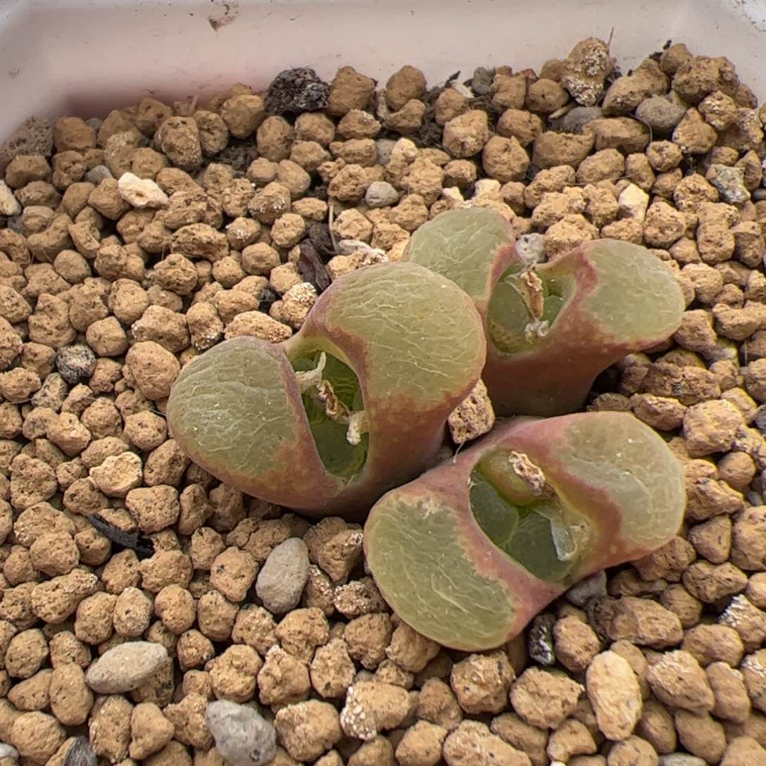 0256号粉樱 多肉植物