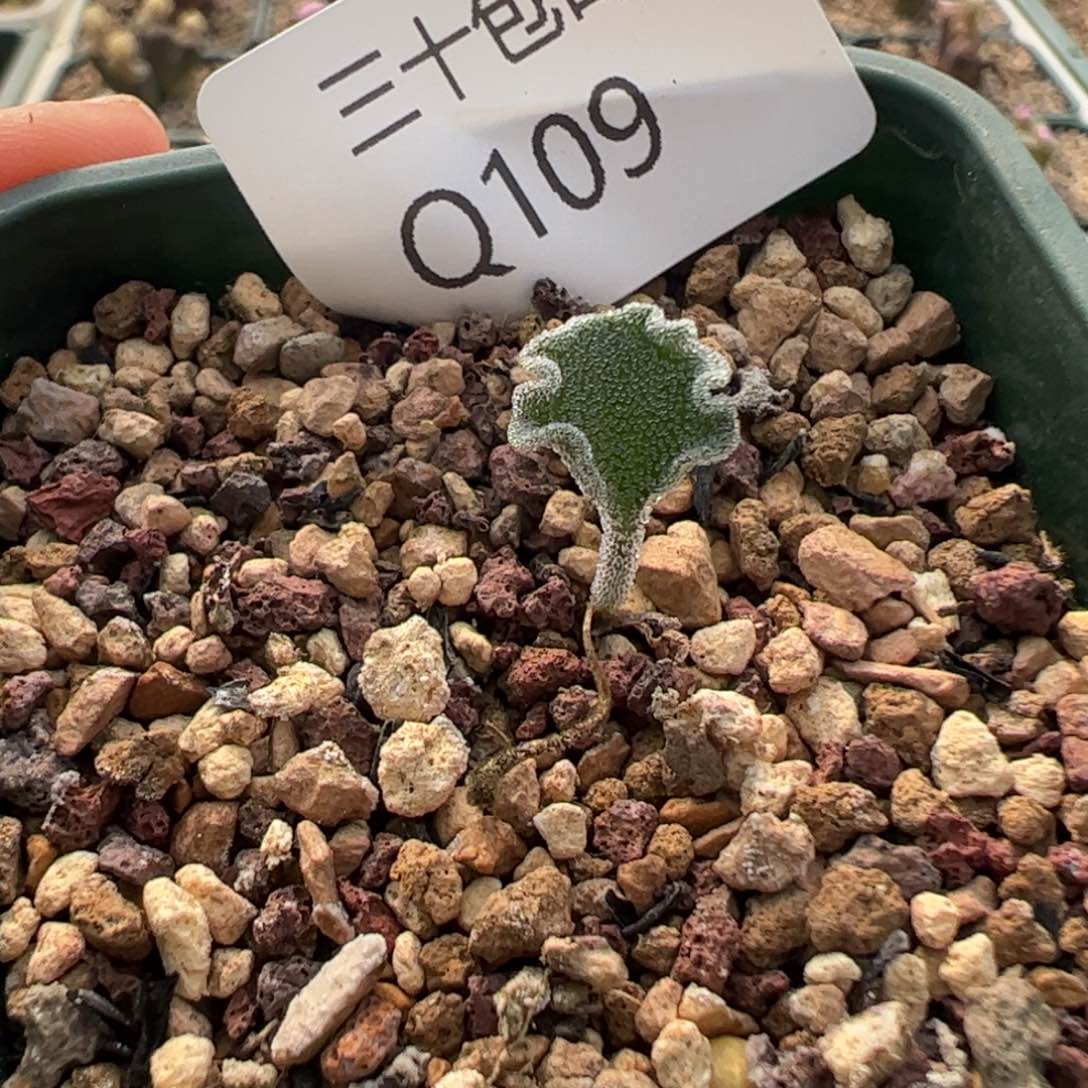 109 好看的多肉冲冲冲随机一颗