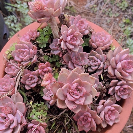 多肉植物红粉佳人