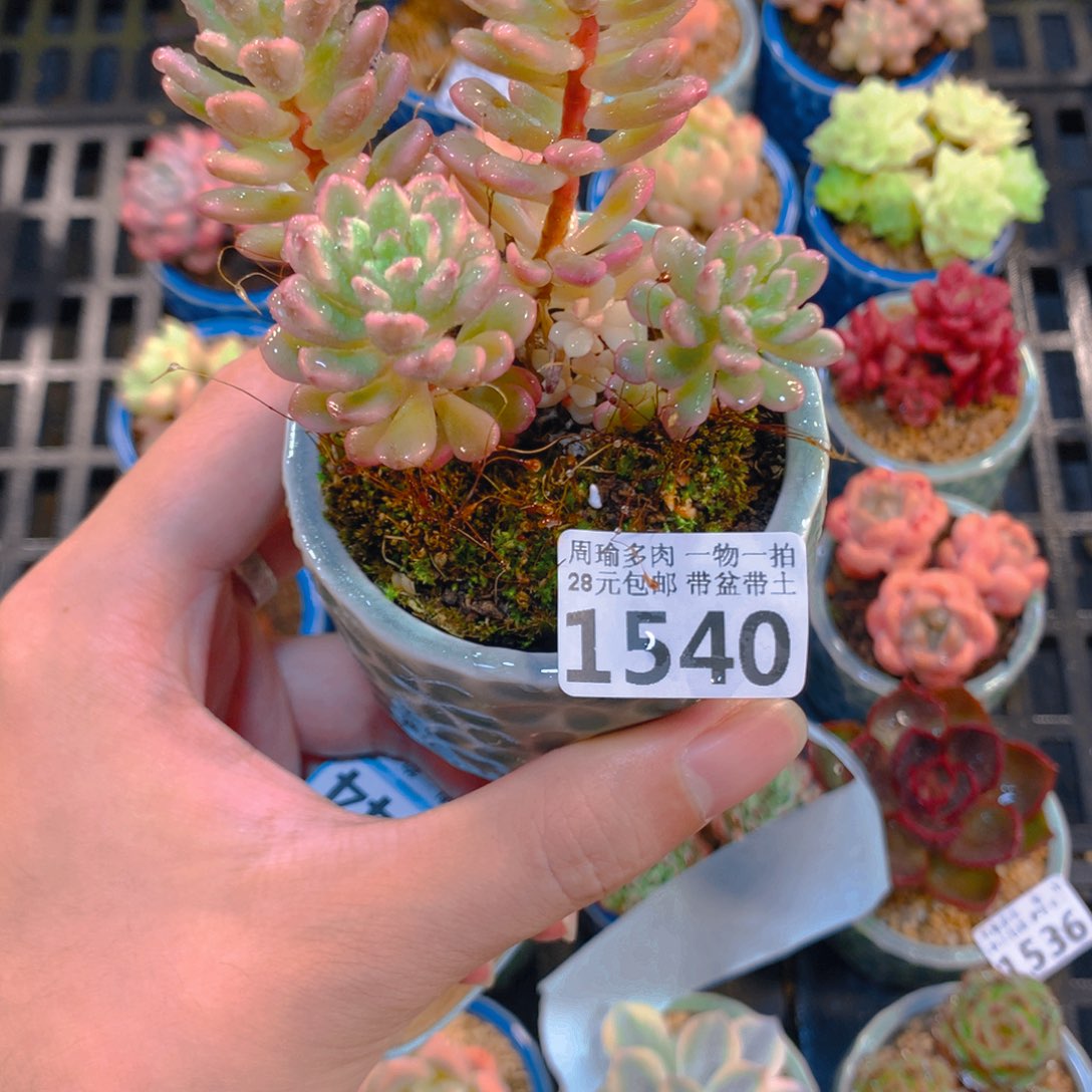 5厘米盆精控多肉1540
