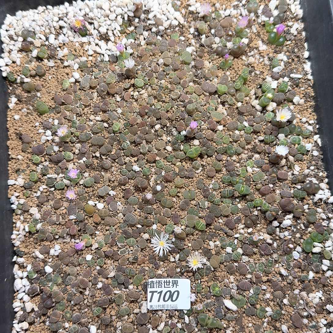 多肉植物的润泽dgbb