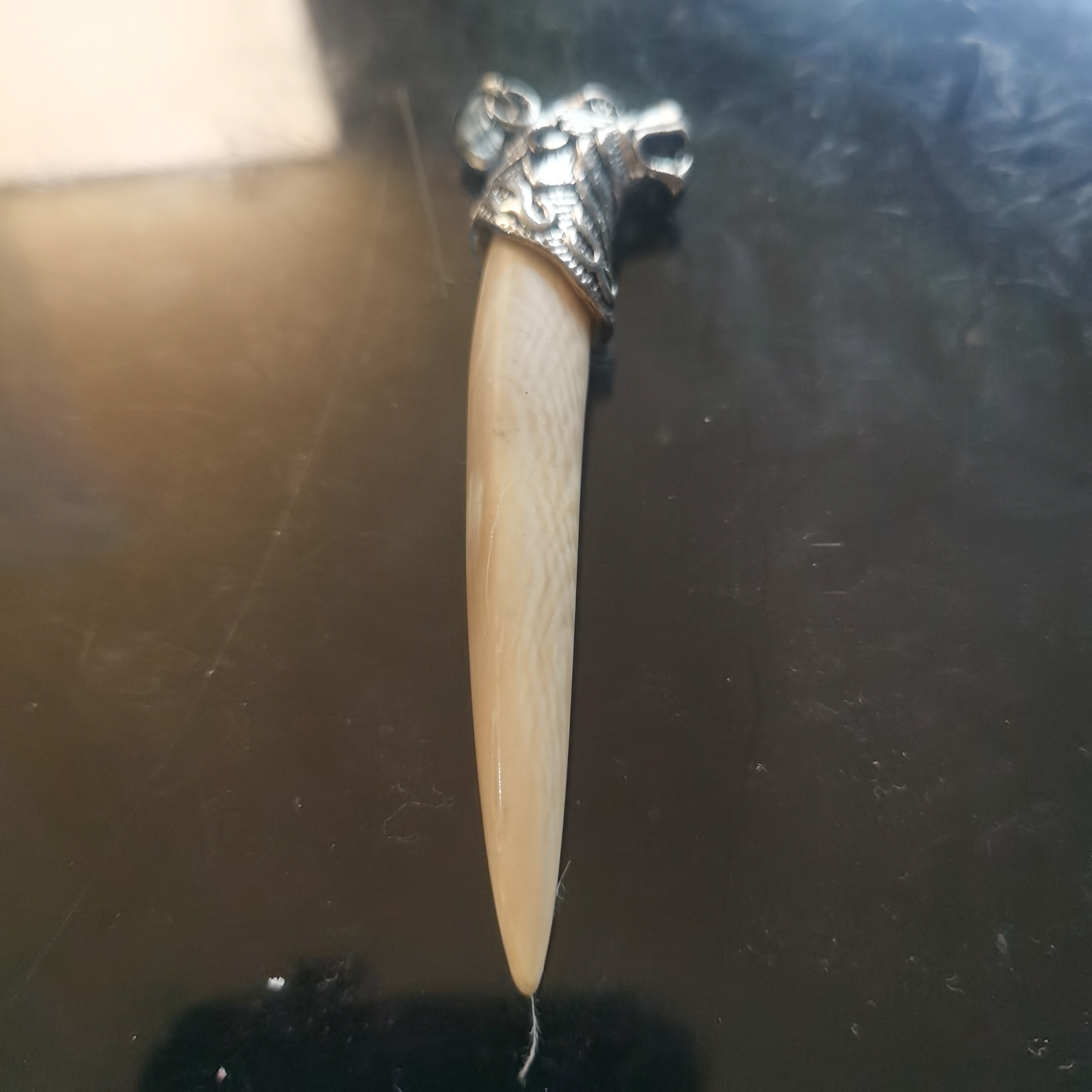 猛犸牙牙尖约13.4克HH98