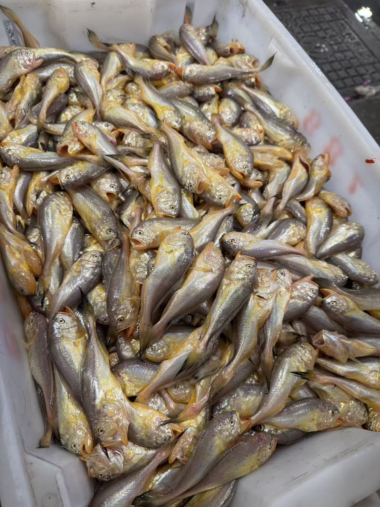 【3斤梅童鱼】东海野生海捕 肉质鲜美 顺丰冷链包邮