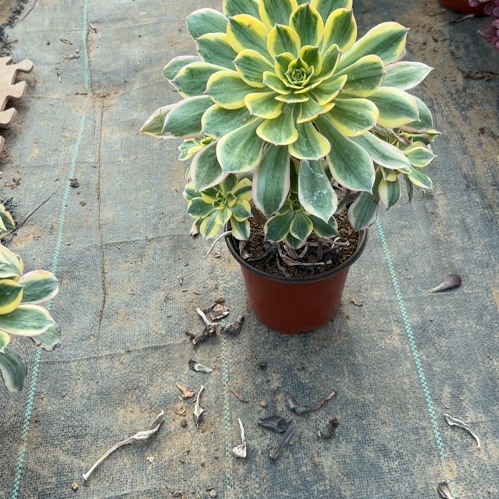 11灿烂多肉多肉多肉