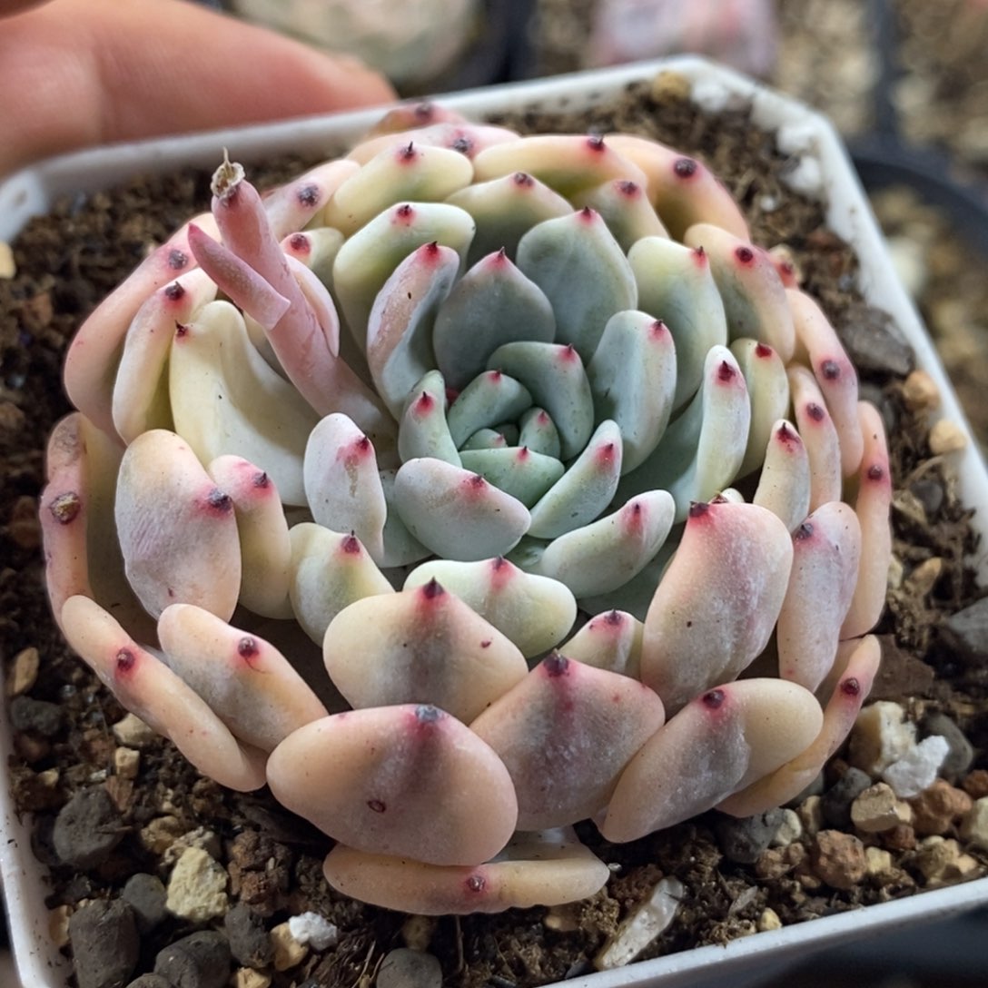 29雪爪锦 小方花圃一物一拍