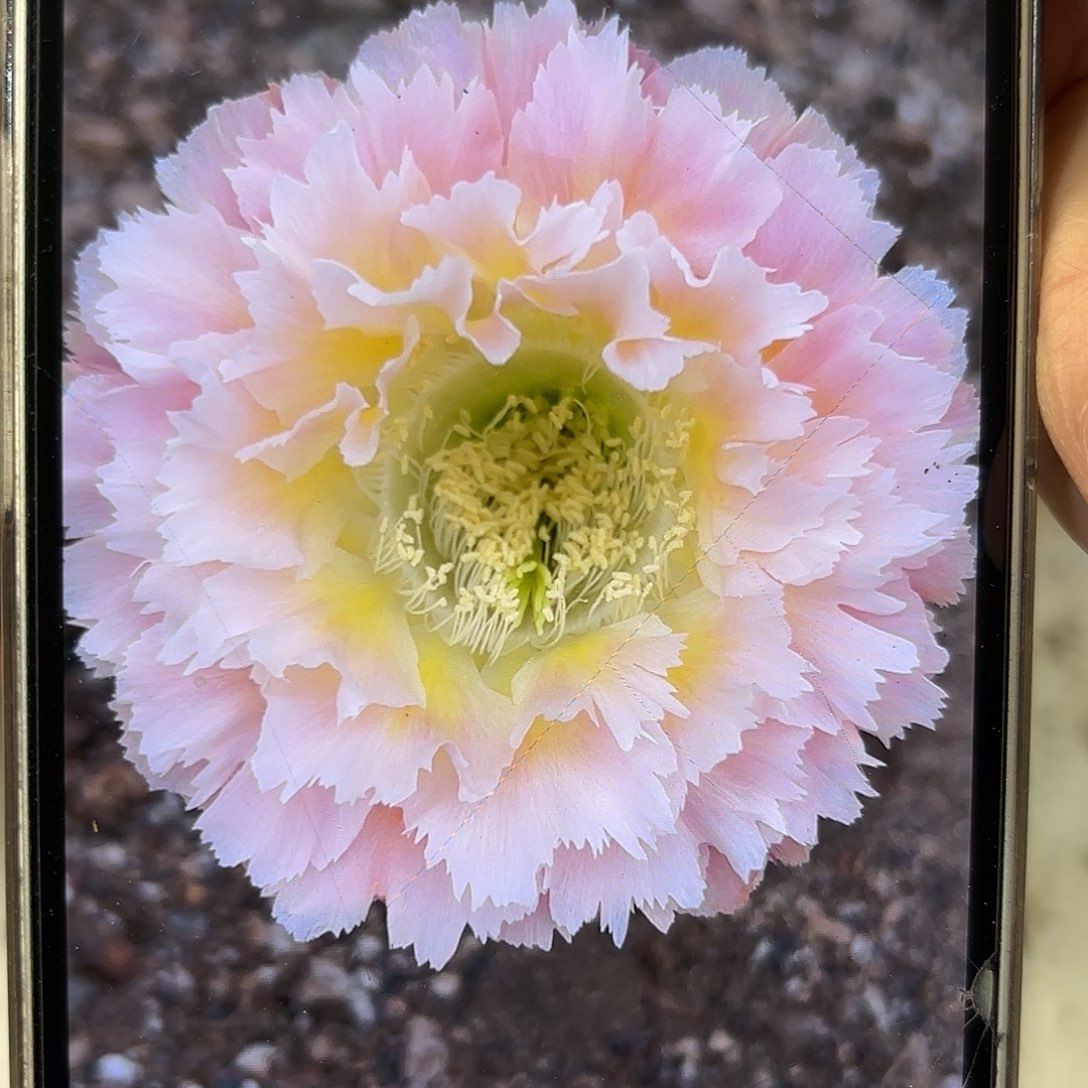 彩草颜如玉8公分左右