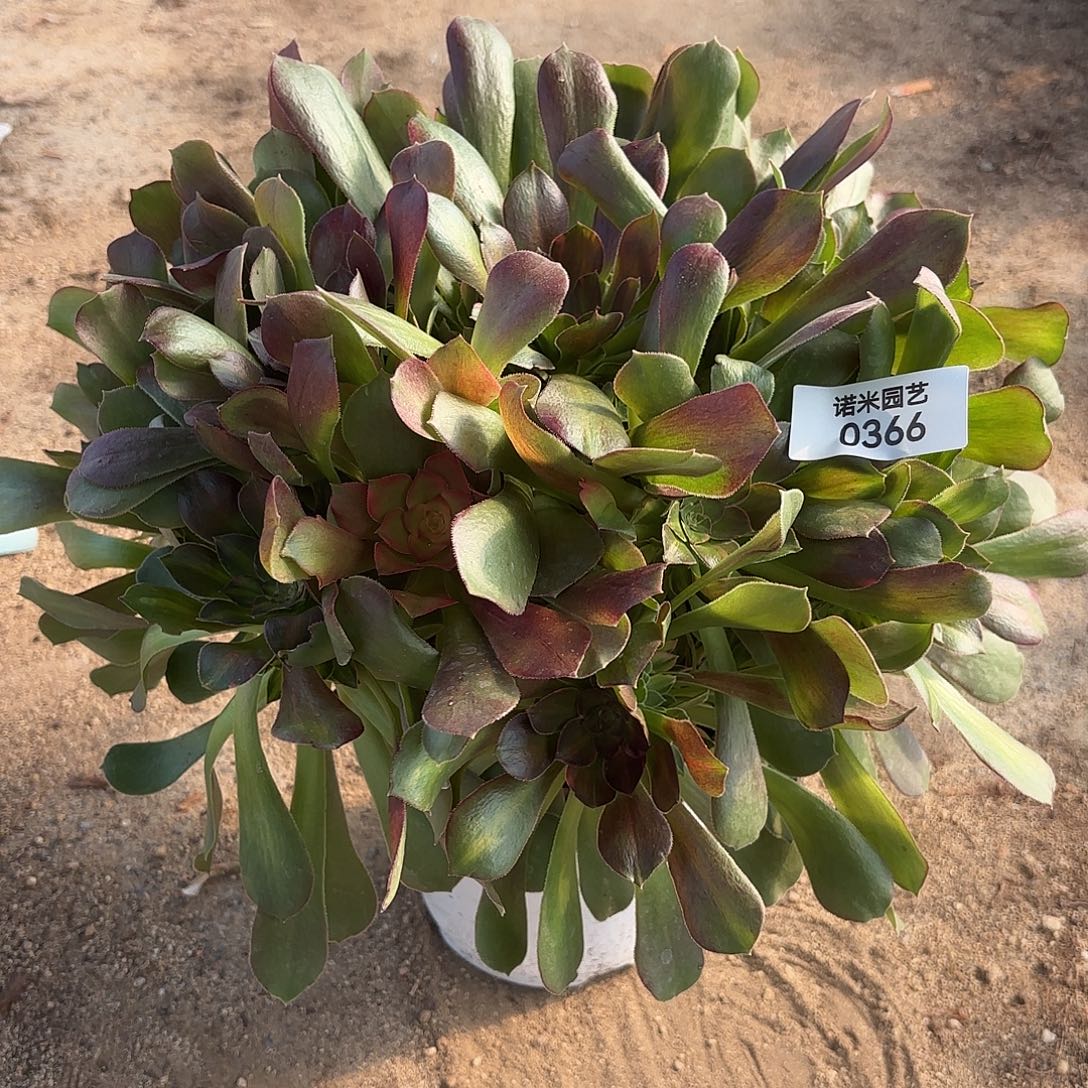 流星雨手捧多肉植物366