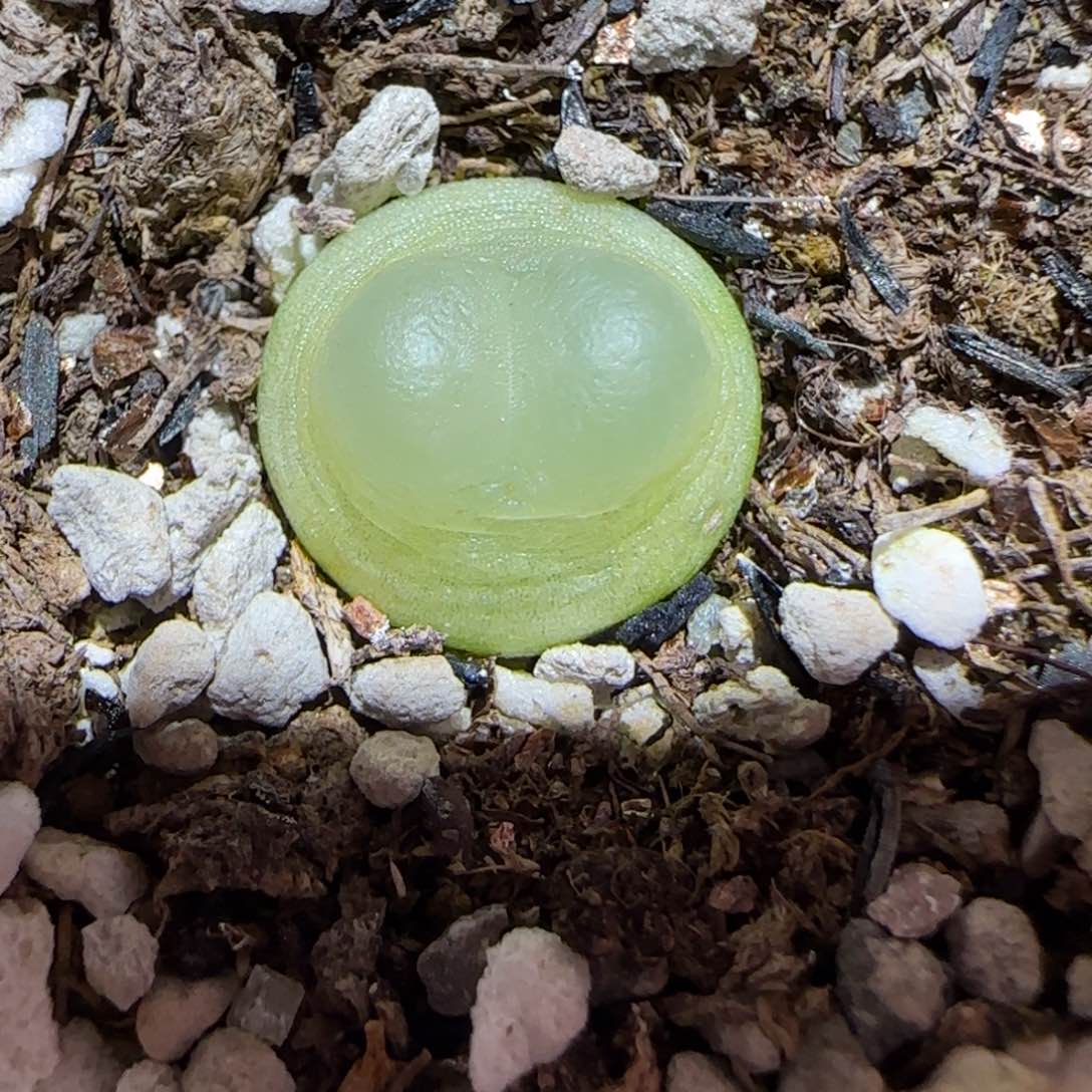 肉锥多肉植物百科6-日式拉登638