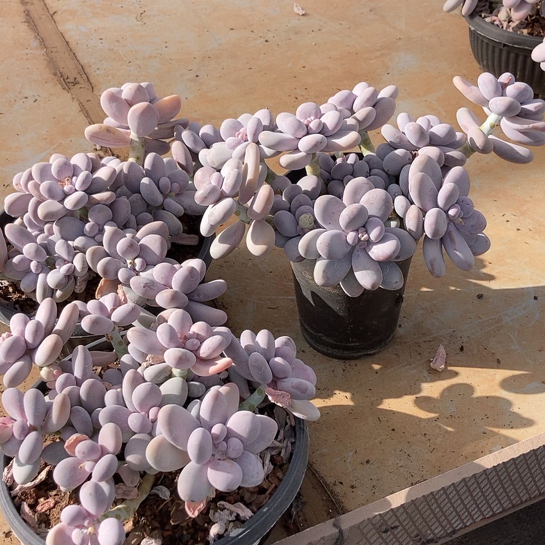 29-5奶酪随机多头图片