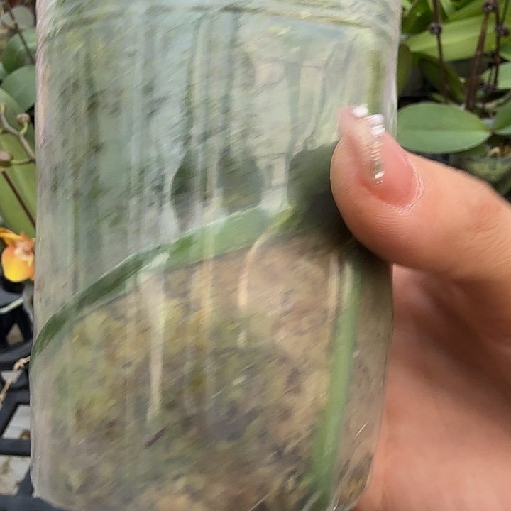 是***你大部分开放少量花苞104