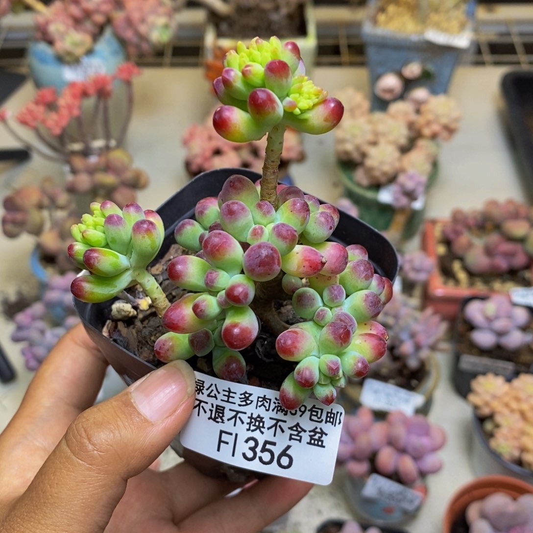 356乙女心多肉肉6cm