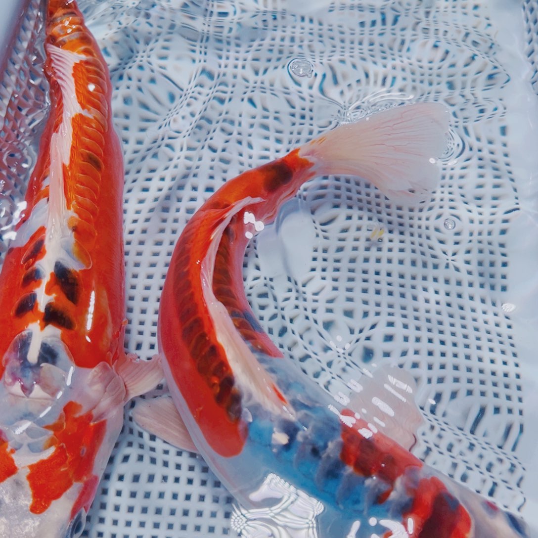 海水鱼锦鲤观赏鱼160