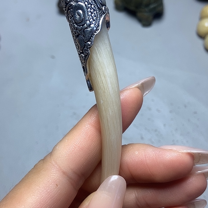 大果紫檀（缅甸花梨）