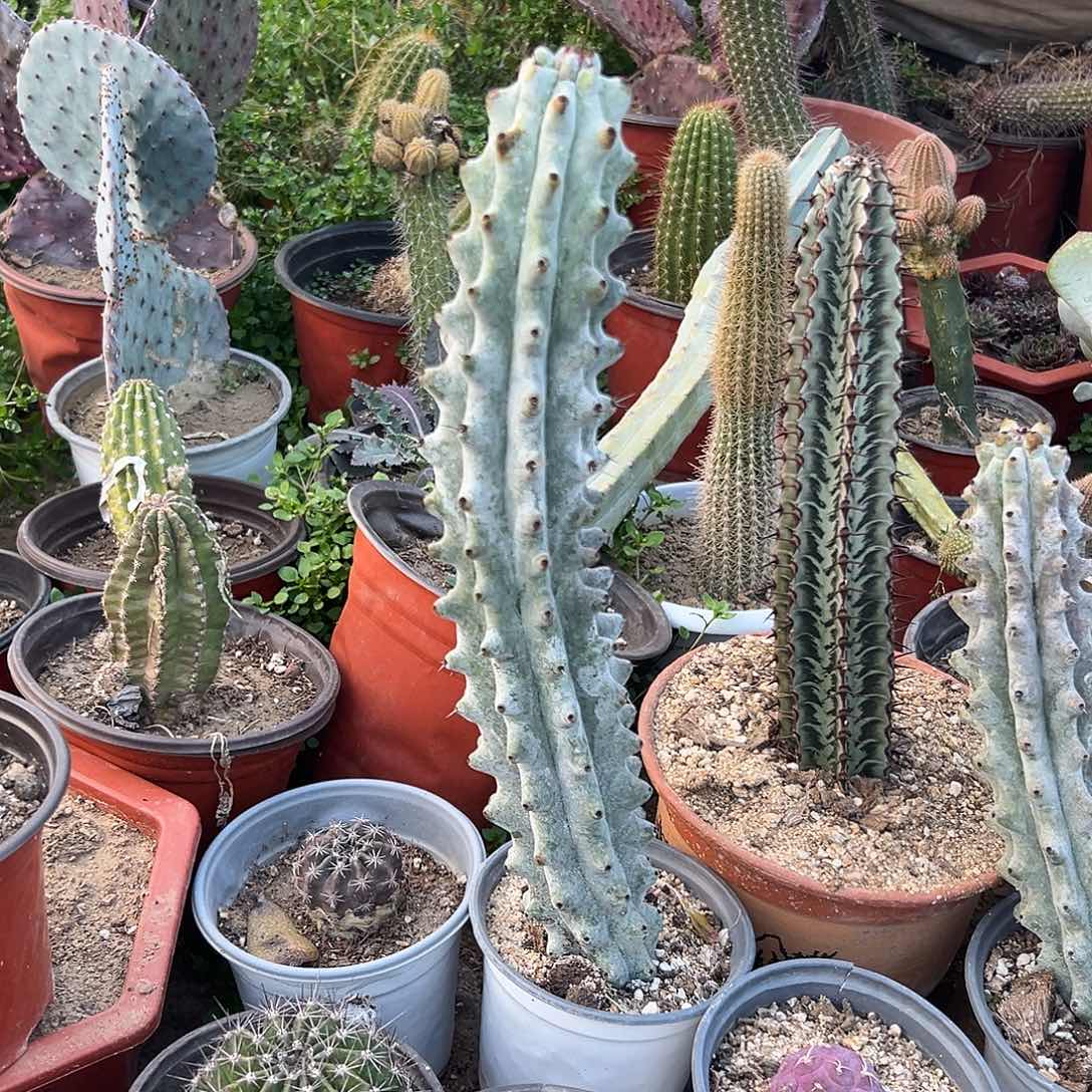 多肉植物雷斧阁大颗