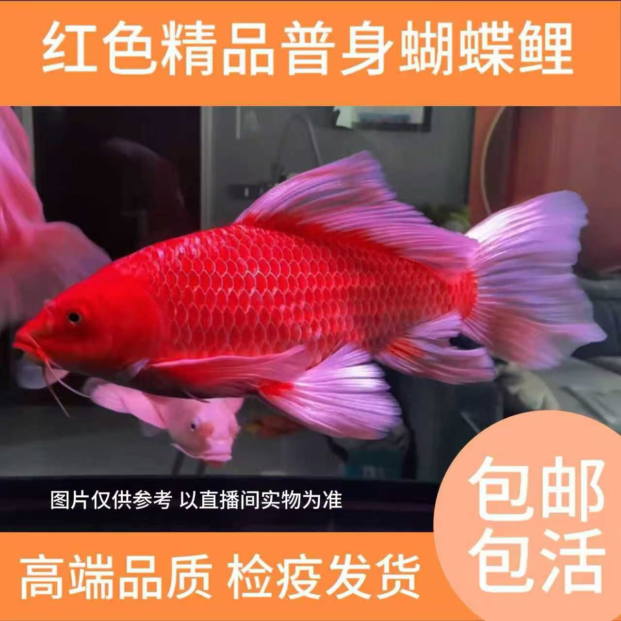 老孙头蝴蝶鲤-20-23厘米普身红色大鳍大尾蝴蝶鲤观赏鱼好养耐活