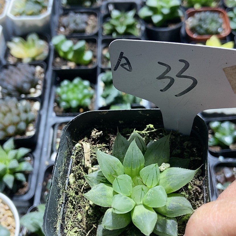 【闪购商品】33西亚基