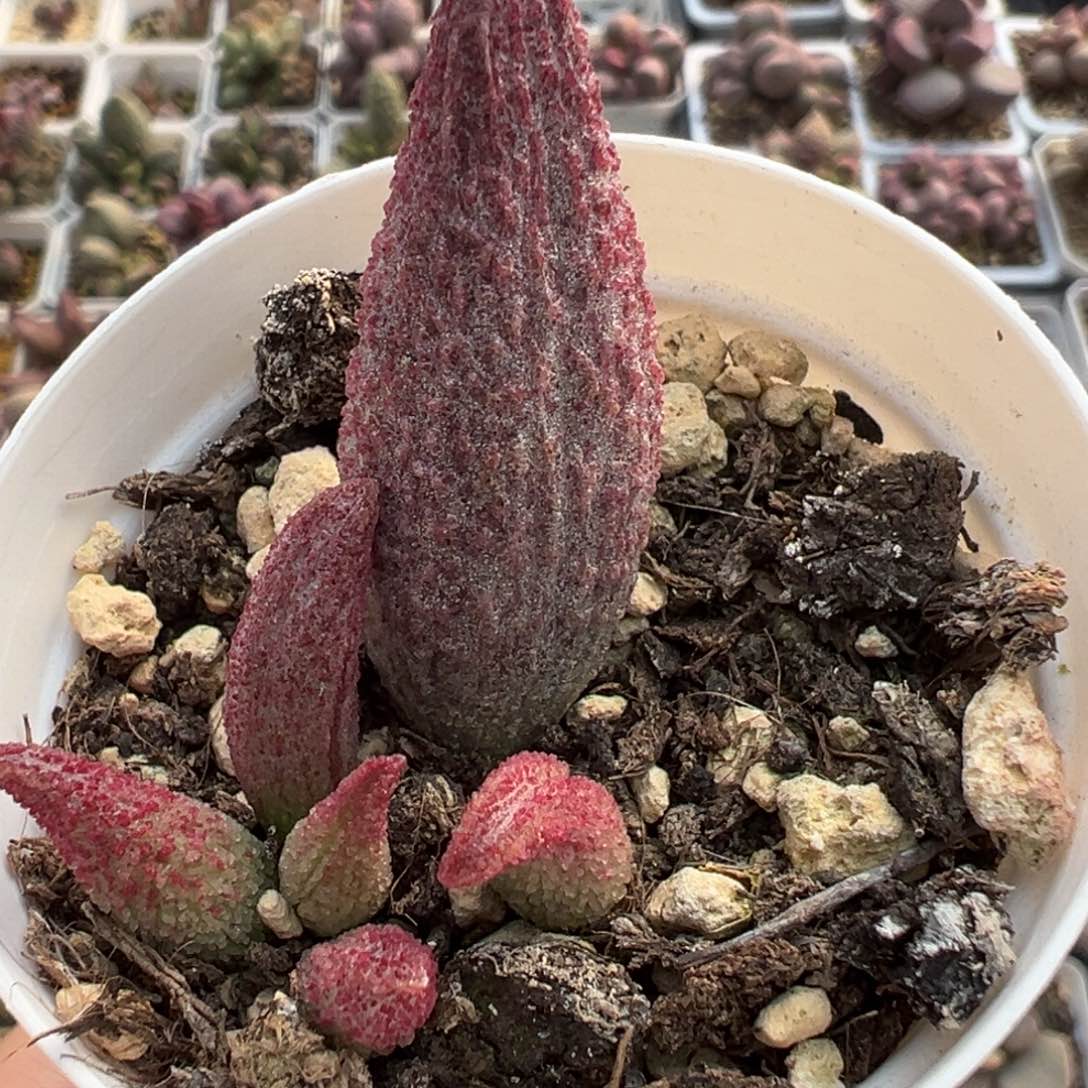 纯红哈默大苗多肉植物水泡