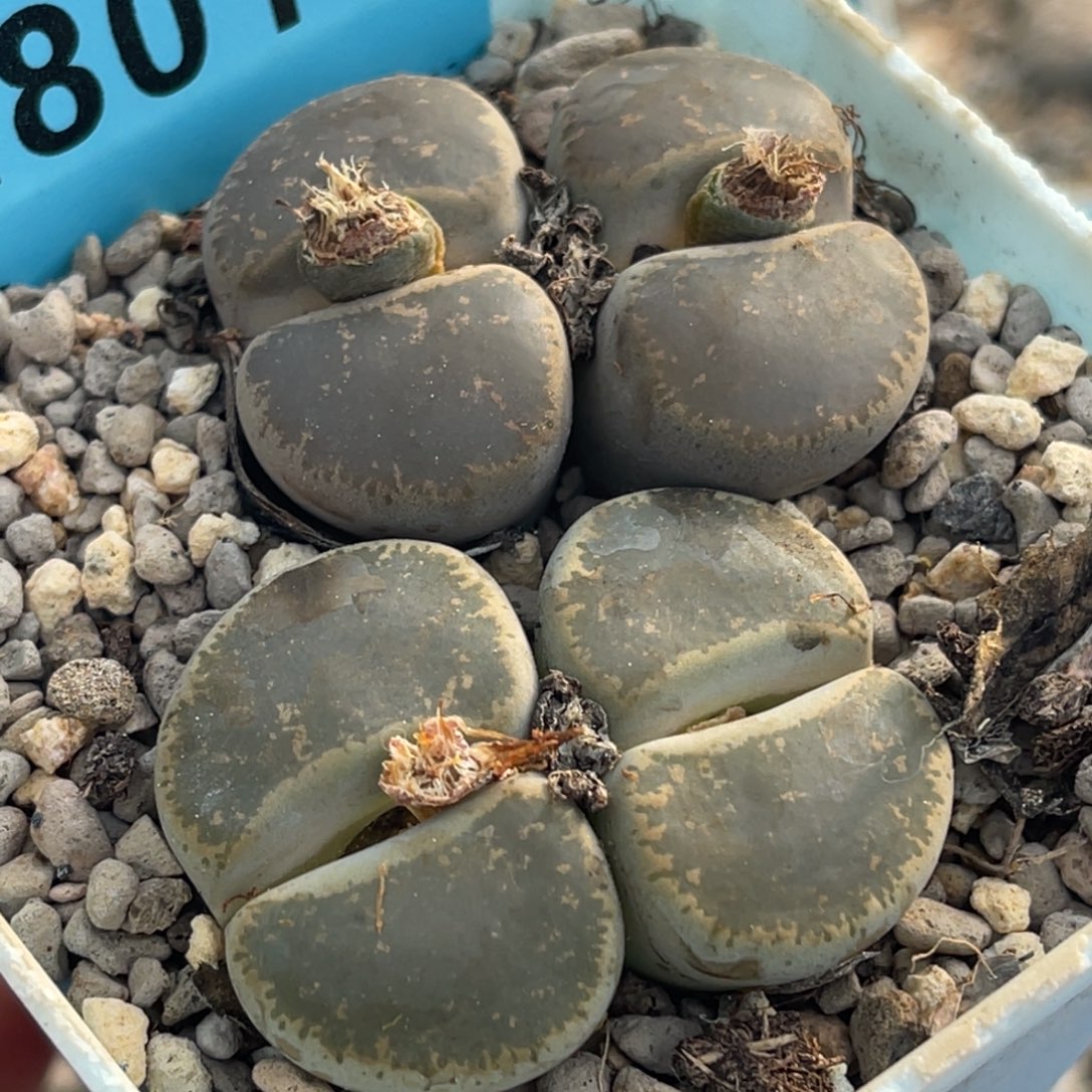 8010双头和田两颗