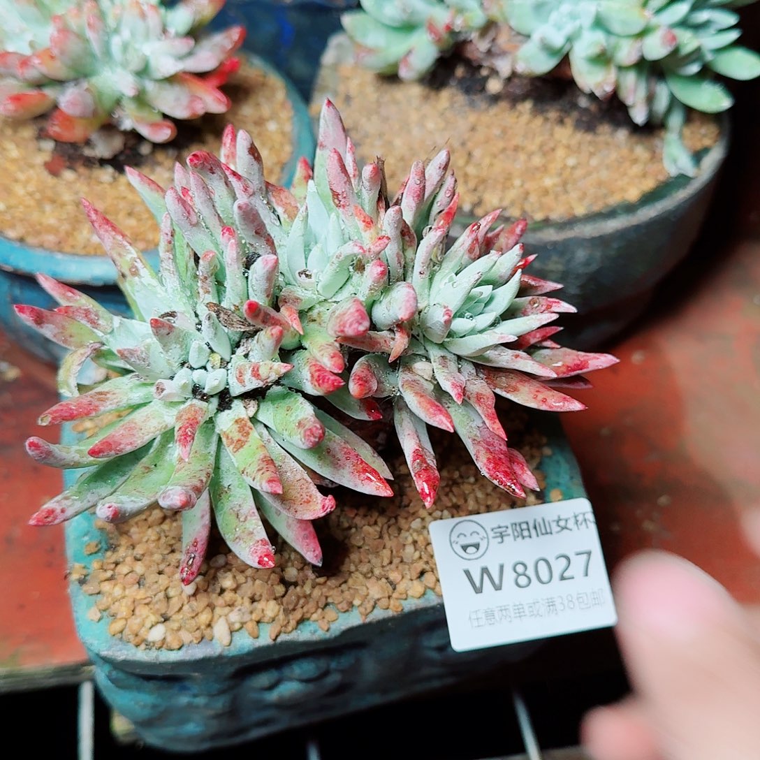 8027白雪仙女杯多肉