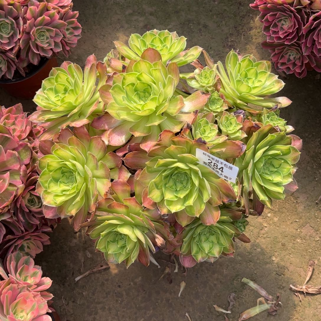 284韶华多肉植物法师