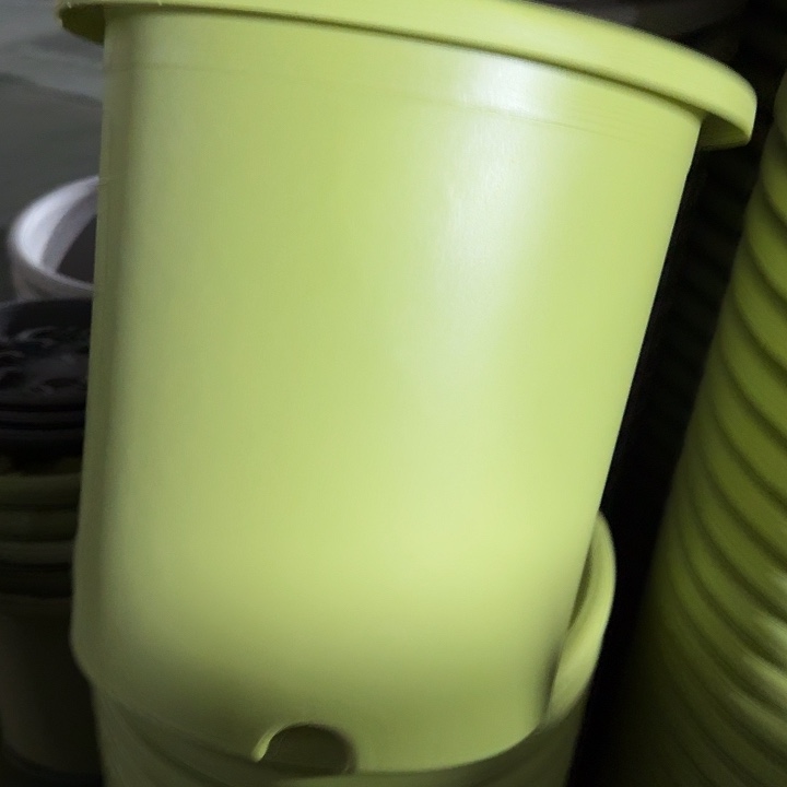 四季8号果绿无托5个瑕疵的