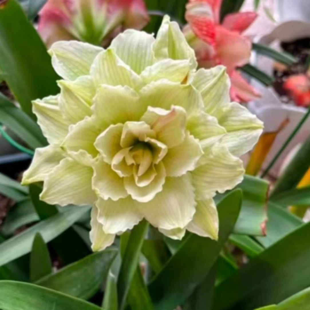 天雀朱顶红，朱顶红小苗