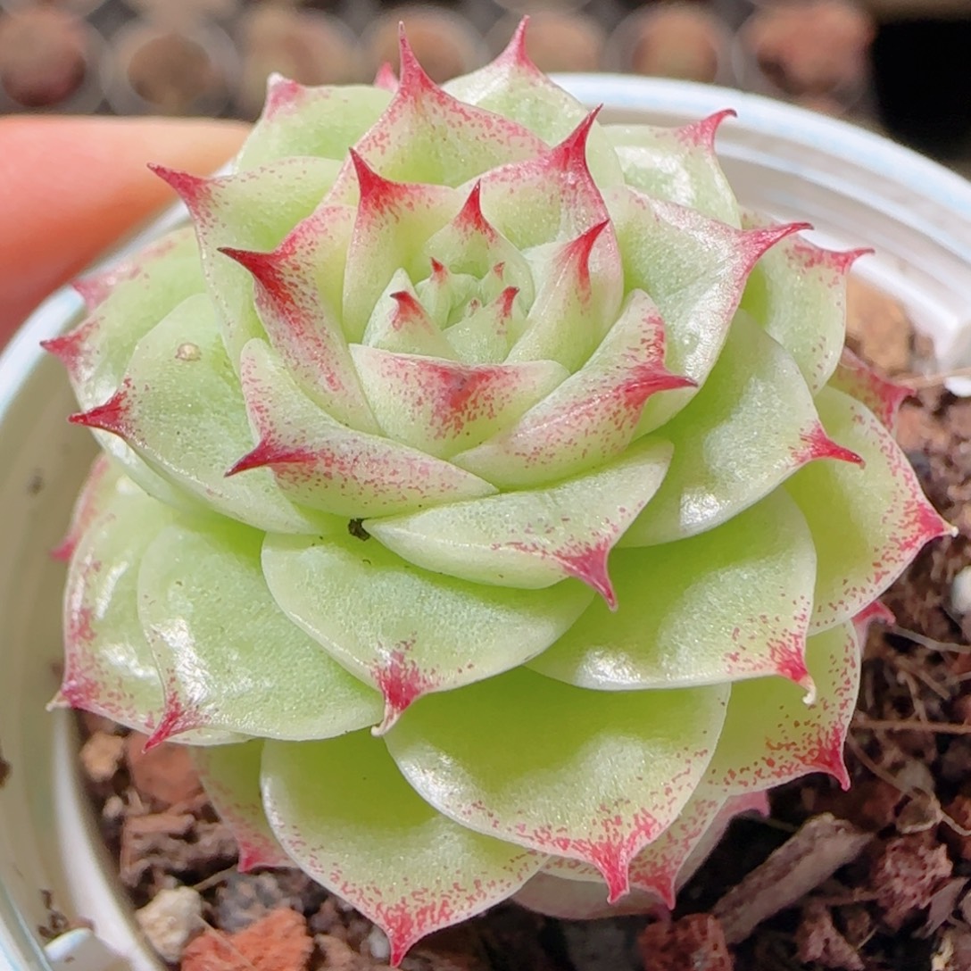 花语多肉1220-123