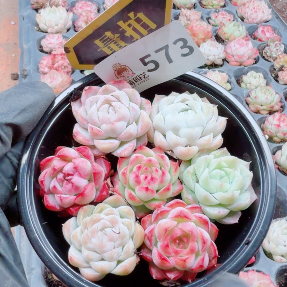 多肉植物多肉植物