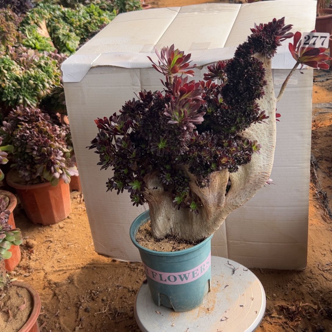 伤多黑发朵277高40